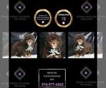 Puppy Brownie F1B Poodle (Toy)-Schnoodle (Miniature) Mix