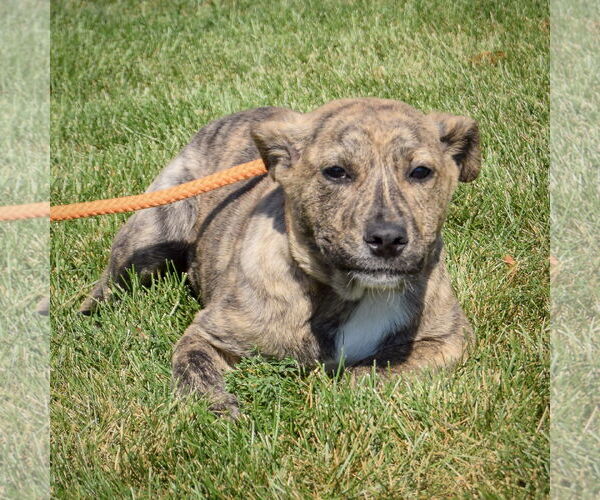 Medium Photo #2 American Staffordshire Terrier-Mastiff Mix Puppy For Sale in Huntley, IL, USA