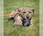 Small #1 American Staffordshire Terrier-Mastiff Mix