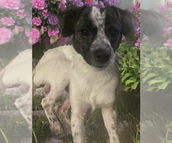 Medium Photo #4 Chihuahua-Unknown Mix Puppy For Sale in Newport Beach, CA, USA