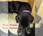 Small Photo #5 Wolf Hybrid Puppy For Sale in BUNKER HILL, WV, USA
