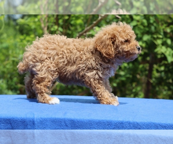 Medium Photo #34 Poodle (Toy) Puppy For Sale in DYERSBURG, TN, USA