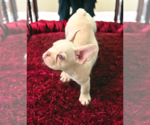 French Bulldog Puppy for sale in TUCSON, AZ, USA