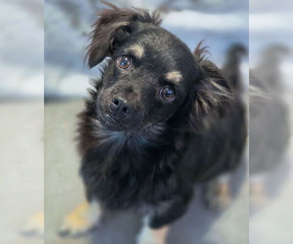 Medium Photo #7 Chiweenie Puppy For Sale in Chino Hills, CA, USA