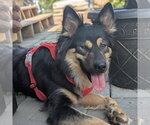 Small #1 German Shepherd Dog Mix