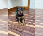 Small Photo #2 Airedale Terrier Puppy For Sale in CAMBRIDGE, OH, USA