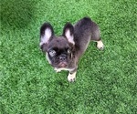 Small Photo #2 French Bulldog Puppy For Sale in LAS VEGAS, NV, USA