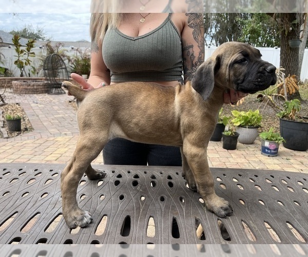Medium Photo #13 Cane Corso Puppy For Sale in LAND O LAKES, FL, USA