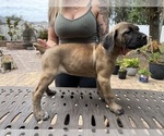 Small Photo #13 Cane Corso Puppy For Sale in LAND O LAKES, FL, USA