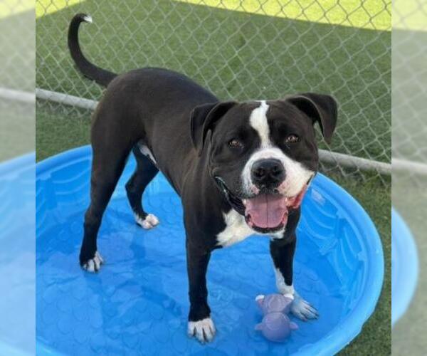 Medium Photo #2 Mutt Puppy For Sale in Camarillo, CA, USA