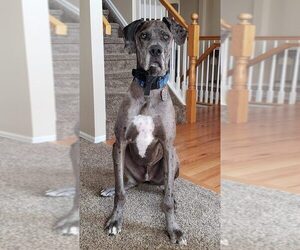 Great Dane Dogs for adoption in CO SPGS, CO, USA