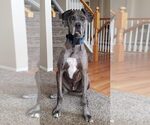 Small Photo #1 Great Dane Puppy For Sale in CO SPGS, CO, USA