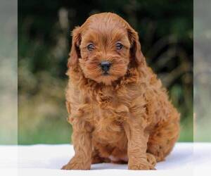 Cavapoo Puppy for sale in NARVON, PA, USA