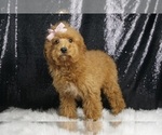 Puppy Pippy AKC Poodle (Toy)