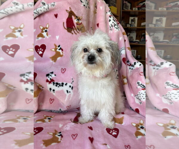 Medium Photo #2 Maltese-Unknown Mix Puppy For Sale in Wheaton, IL, USA