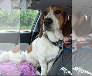 Basset Hound Dogs for adoption in Brookville, OH, USA