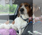 Small Basset Hound