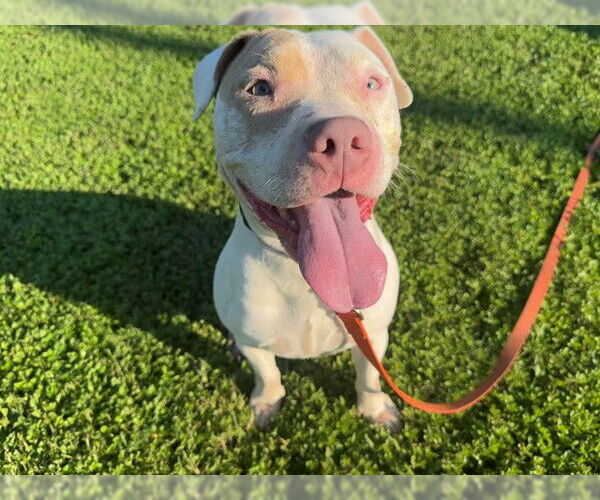 Medium Photo #2 American Pit Bull Terrier Puppy For Sale in Ocala, FL, USA