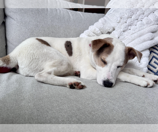 Medium Photo #3 Jack Russell Terrier-Unknown Mix Puppy For Sale in Rockville, MD, USA
