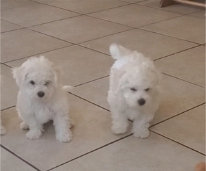 Bichon Frise Puppy for sale in JURUPA VALLEY, CA, USA