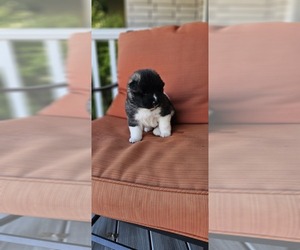 Akita Puppy for Sale in BENNETT, Colorado USA