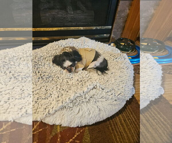 Medium Photo #4 Shih Tzu Puppy For Sale in Sioux Falls, SD, USA