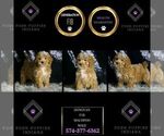 Small #4 Maltipoo