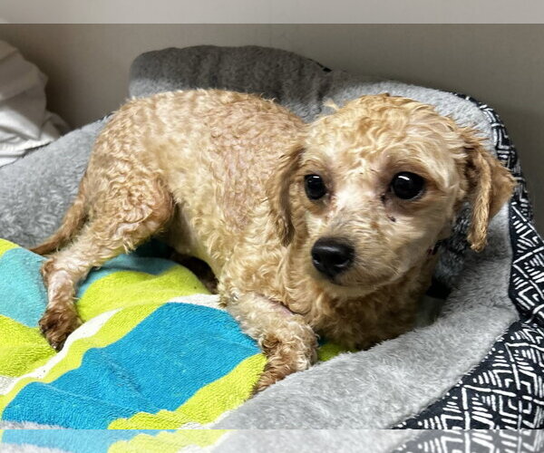 Medium Photo #6 Poodle (Toy) Puppy For Sale in Pacolet, SC, USA