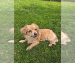 Small #2 Chihuahua Mix