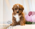Small #4 Cavapoo (Miniature)