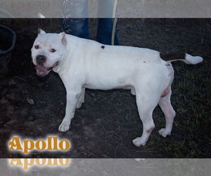 American Pit Bull Terrier Dogs for adoption in Livingston , LA, USA