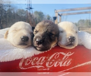 Goldendoodle-Siberian Husky Mix Puppy for sale in DOUGLASVILLE, GA, USA