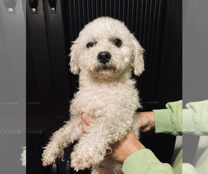 Bichon Frise Dogs for adoption in WEST ALEXANDRIA, OH, USA