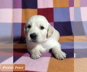 Golden Retriever Puppy for sale in AIKEN, SC, USA