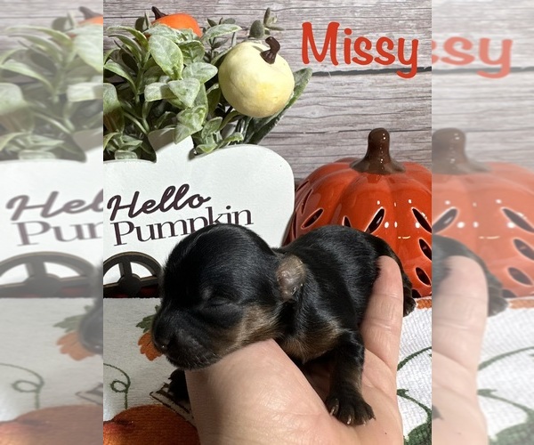 Medium Photo #1 Yorkshire Terrier Puppy For Sale in REDFORD, MI, USA