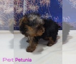 Small #2 Yorkshire Terrier