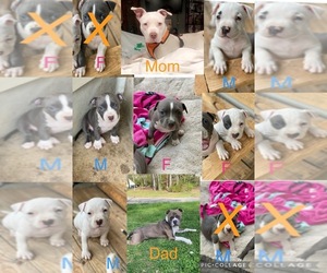American Bully Puppy for sale in RINGGOLD, GA, USA