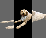 Small Photo #1 Goldendoodle Puppy For Sale in DECATUR, IN, USA