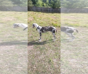 Great Dane Puppy for sale in BOWLING GREEN, KY, USA