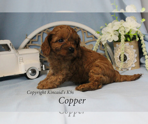 Cavapoo Puppy for sale in CHANUTE, KS, USA