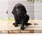 Small #1 Labradoodle