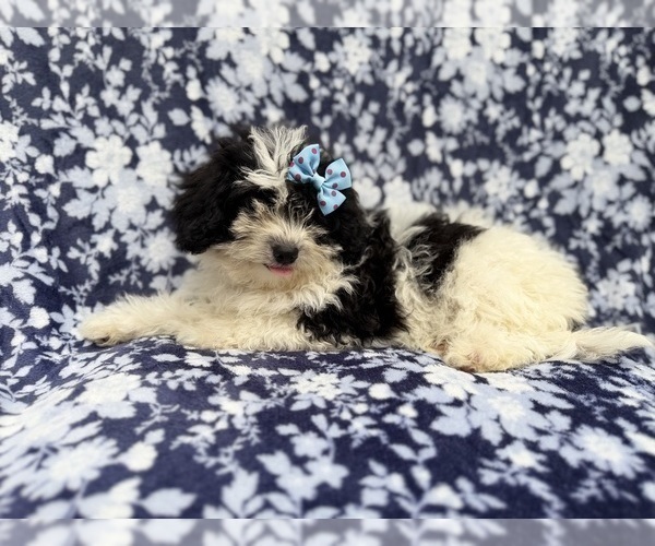 Medium Photo #3 Shih-Poo Puppy For Sale in LAKELAND, FL, USA