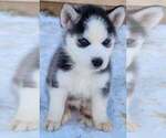 Small Photo #3 Siberian Husky Puppy For Sale in LOUISVILLE, KY, USA