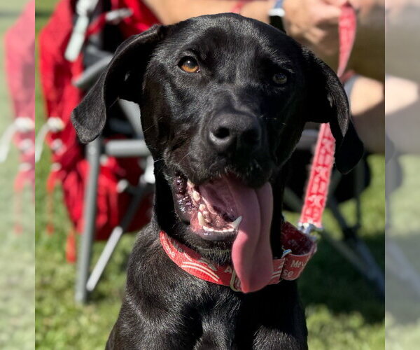 Medium Photo #14 Labrador Retriever-Unknown Mix Puppy For Sale in Canton, CT, USA