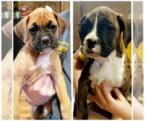 Boxer Puppy for sale in CANTON, MO, USA