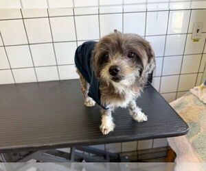 Mutt Dogs for adoption in Downey, CA, USA
