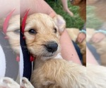 Small Photo #7 Goldendoodle Puppy For Sale in BURNET, TX, USA