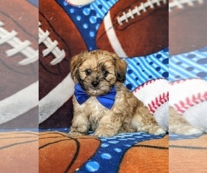 ShihPoo Puppy for sale in KIRKWOOD, PA, USA