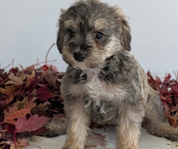Medium Photo #14 Schnoodle (Miniature) Puppy For Sale in GOSHEN, IN, USA