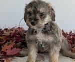 Small #13 Schnoodle (Miniature)